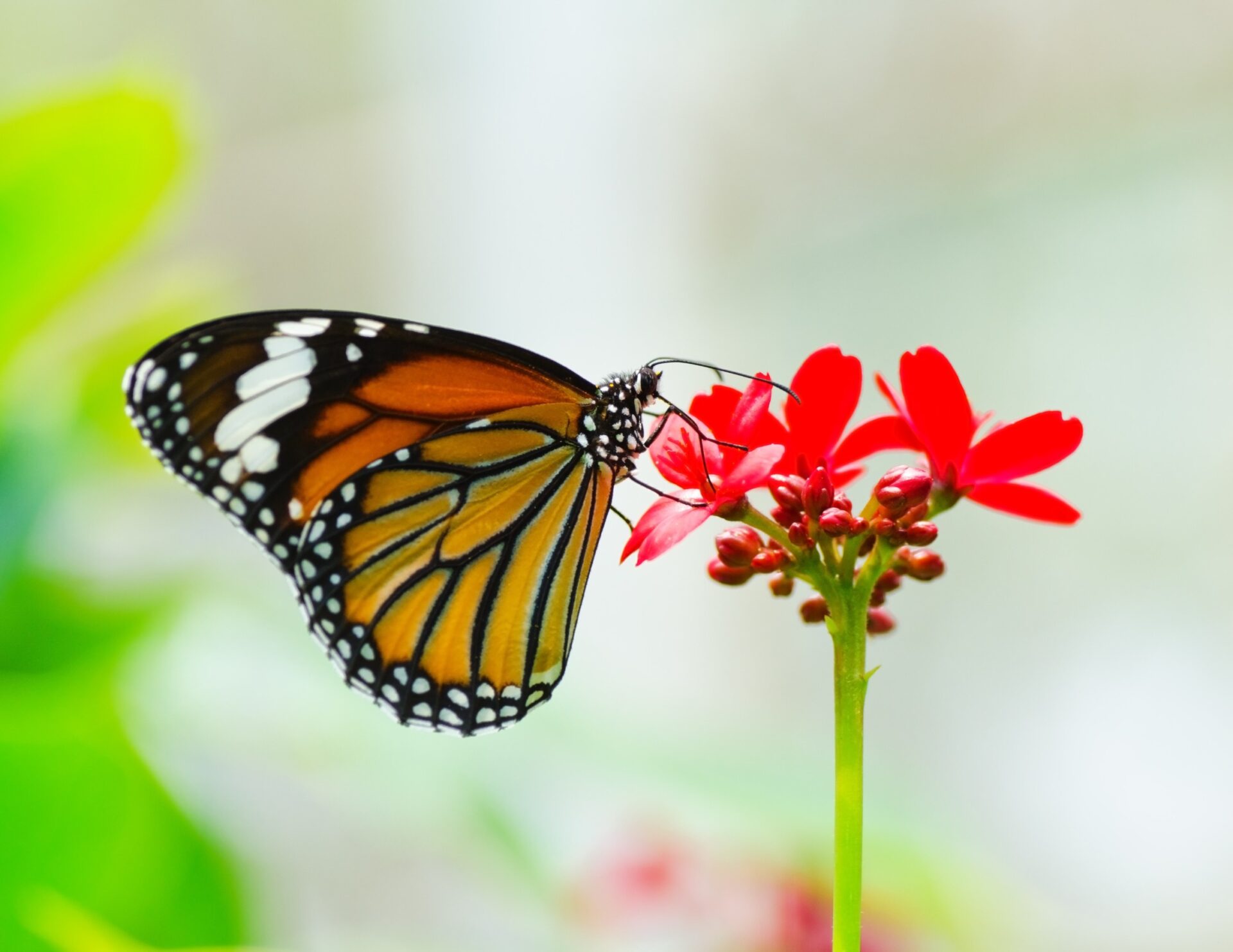 Butterfly in flower garden