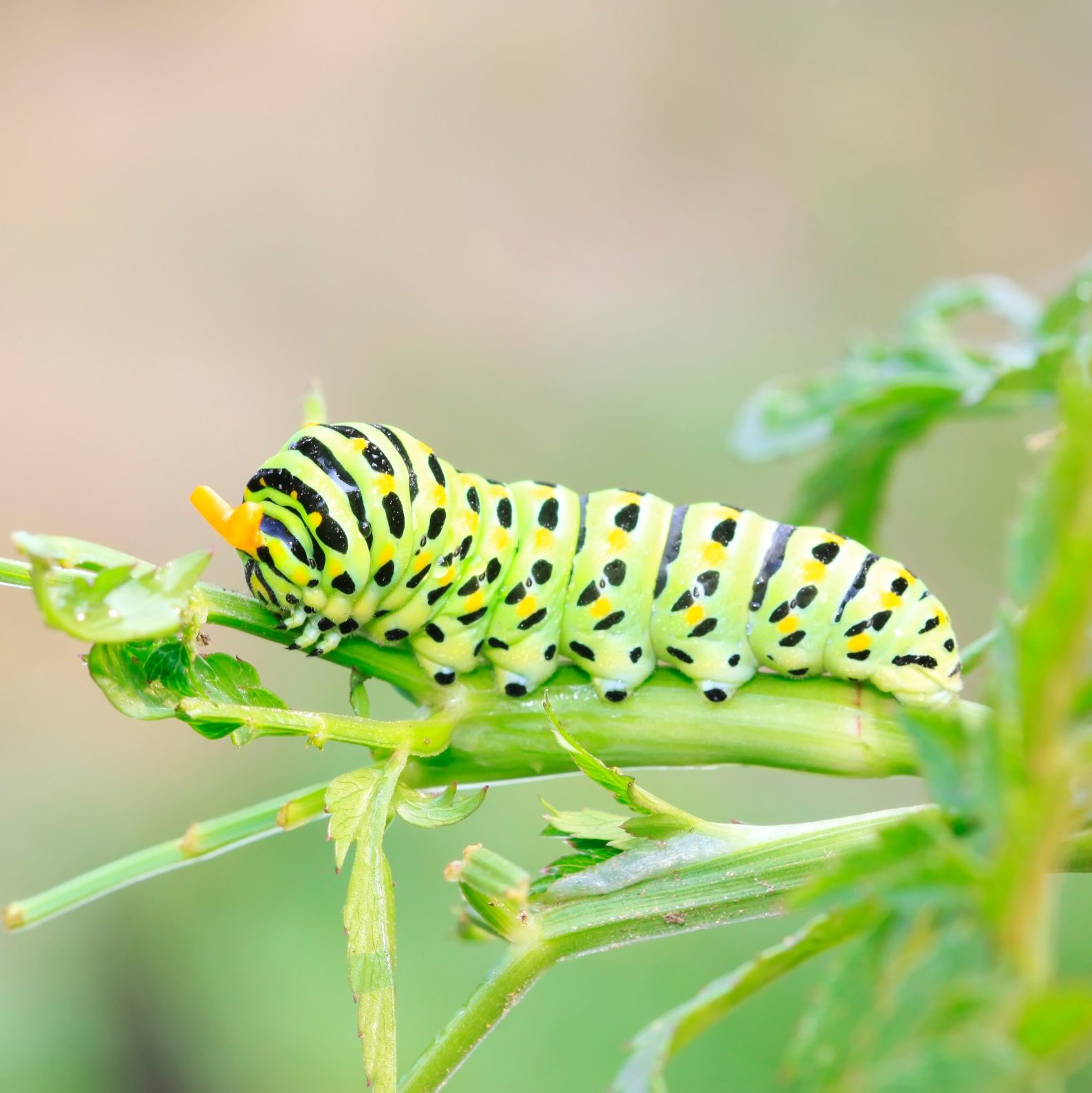 Papilio machaon on green plant in the wild